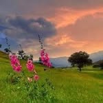 Esmat Mustafa - @mustafaesmat41 - Instagram