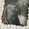 esmeesmecarter - @esmdoglover298 - TikTok