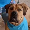 BubblesBoerboel - @esme_elford - TikTok