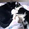 esmeciarafreeman - @kitten283 - TikTok