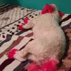 esmeraldagraham - @esmeraldagraham - TikTok