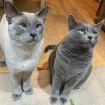 Esme & Henry - @russianblue.esme.henry - Instagram