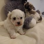 Esme Johnston - Facebook