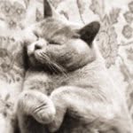 Esme King - @esme_bluecream - Instagram