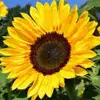 Esme King-Farbstein - @esme.kingfarbstei - TikTok