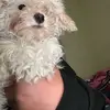 Esmé Ross - @esm.ross - TikTok