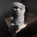 Esme & Adi - @esme_scottishfold_g - Instagram
