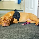 Esme ‘ginger beast’ Taylor - @esme_the_dogue_ - Instagram