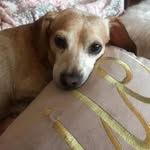 Esme Taylor 🐾 - @esmetherescuedog - Instagram