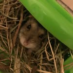 Esme Thomas - @babsthehamster - Instagram