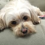 Esme Wong - @esme7362 - Instagram