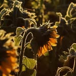 esmee chan - @esmees_photos - Instagram