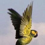 La Esperanza bird lodge and reserve - @laesperanzabirdlodge - Instagram