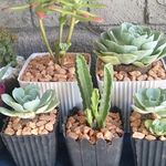 @laesperanzablooms - Instagram