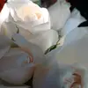 Esperanza campos - @esperanzanez8 - TikTok