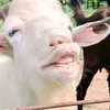 Harmony<3 - @chen.esperanza3 - TikTok