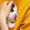 Esperanza Meredith 354 - @duyen2d7mpx - TikTok