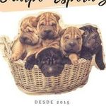Sharpei Esperanza - @sharpei.esperanza - Instagram