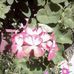 Esperanza Silverio Morales - Facebook