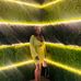 Essence Doss Barron - Facebook