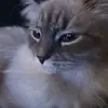 cat - @essieochcurry - TikTok