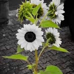 Estefany Blanco - Facebook