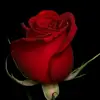 Estefany blanco - @estefany.blanco23 - TikTok
