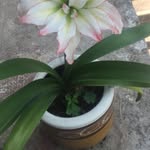 Estela Botello - @botello_estela - Instagram