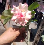 Estela Roa - Facebook