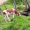 stella - @estella_dominguez - TikTok