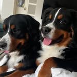 Jennifer Gerstel Ringelstein - @estellawolffer - Instagram
