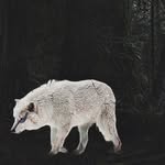 Estelle - @estelle_wolf - Instagram