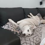 HyunaWolf - @estelle_wolf_ - Instagram