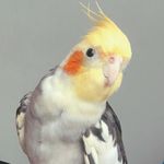 Álvaro Ester The Bird - @esterthebird - Instagram