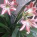 Ester Chaparro - Facebook
