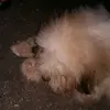 Ester Dizon - @esterdizon - TikTok
