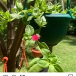 Ester Erasto - @esterflowers_fields - Instagram