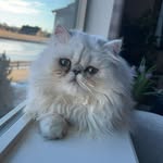 Finn - @finnesterman - Instagram