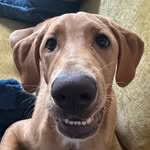 Finn - @primefinnester - Instagram