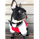 Ester The Frenchie - @ester_frenchie - Instagram