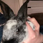 Dax Ester Fuller - @daxterbunny - Instagram