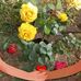 Carmen Ester Galvan - Facebook