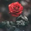Ester Giles - @gilesforlife - TikTok