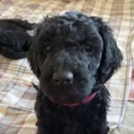 Ester - @ester_goldendoodle - Instagram