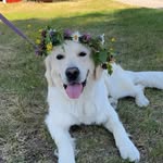 Ester - @ester_the_golden - Instagram
