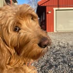 @ester_goldendoddle - Instagram