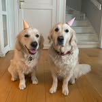 Ester och Mira - @golden_ester_mira_falun - Instagram