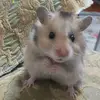 FLUFY - @flufy.golden_hamester - TikTok