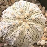 Ester Park - @plant_crazy_person - Instagram