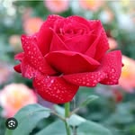 @ester_singh_334 - Instagram